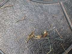 五针松下山桩长虫了 怎么办 图片