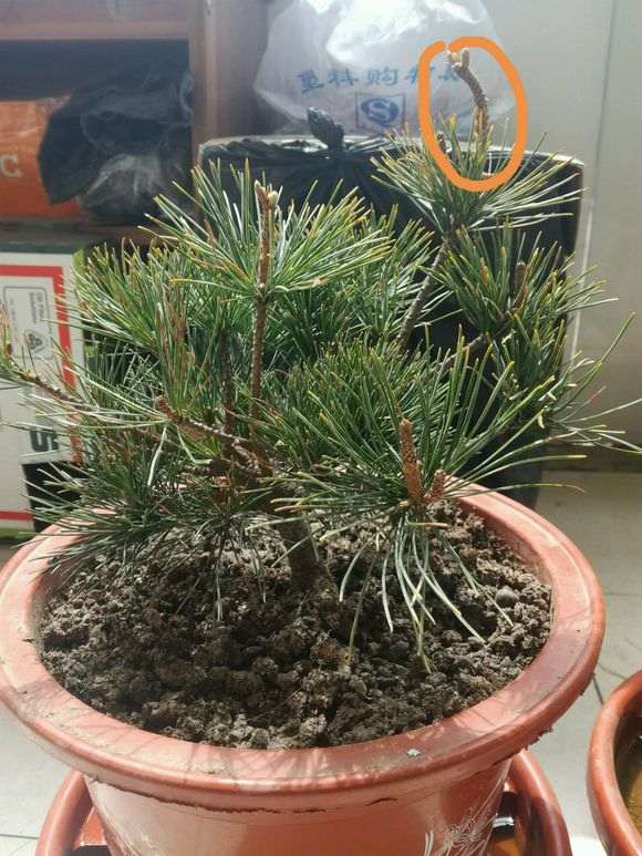 为什么五针松下山桩的叶子越来越长 图片