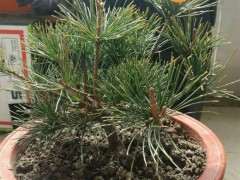 为什么五针松下山桩的叶子越来越长 图片