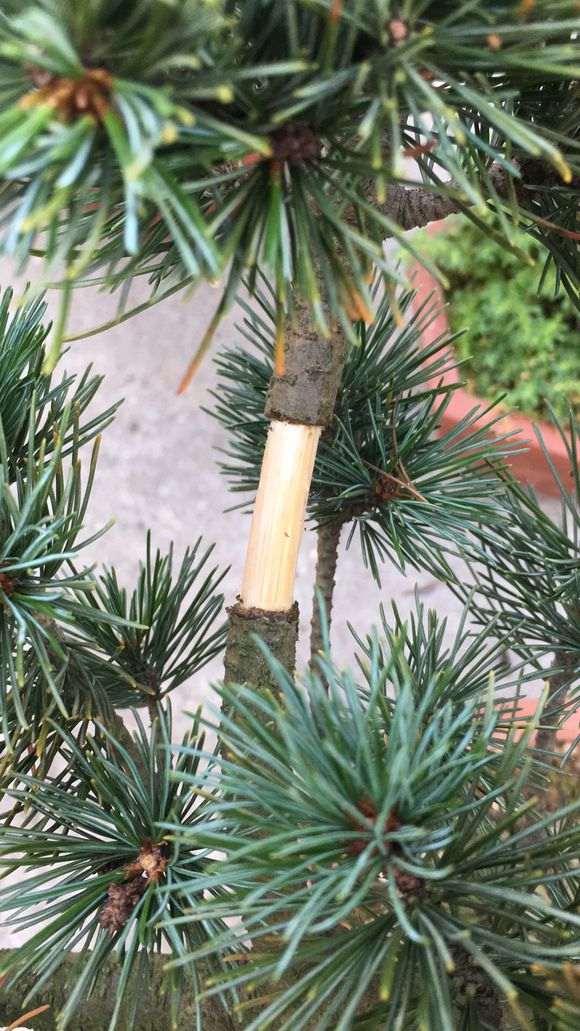 怎么环切高压五针松下山桩的方法 图片