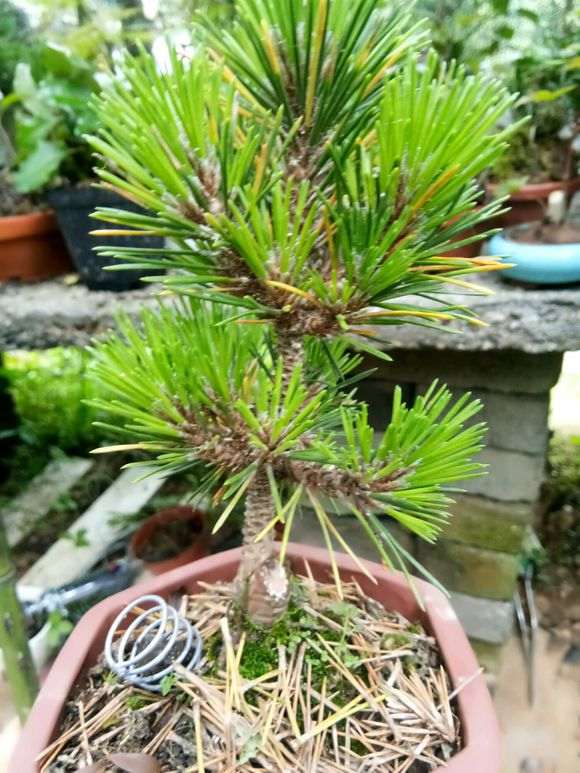 五针松下山桩的赤玉土比例多少最好 图片