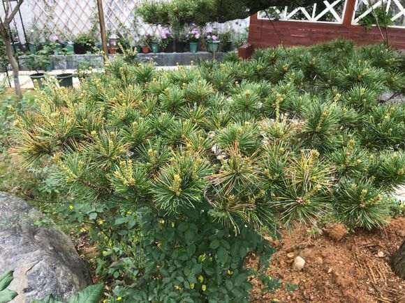 五针松下山桩的赤玉土比例多少最好 图片