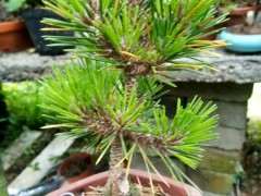 五针松下山桩的赤玉土比例多少最好 图片