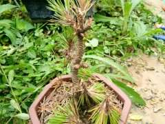 你的五针松下山桩应该土不透水 图片