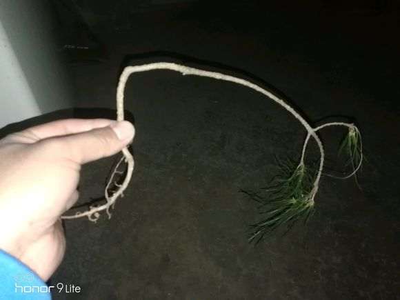 为什么五针松不带土栽 很难成活 图片