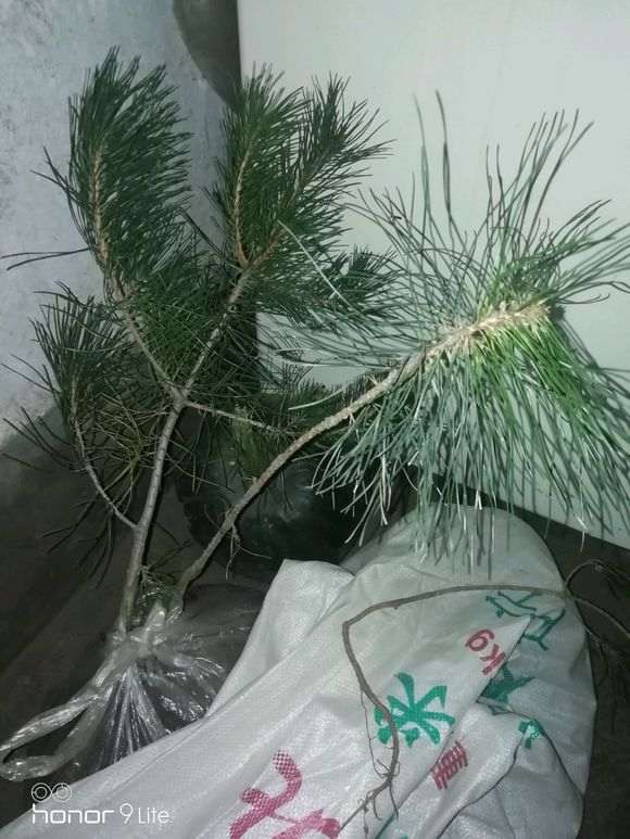 为什么五针松不带土栽 很难成活 图片