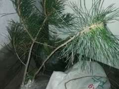 为什么五针松不带土栽 很难成活 图片