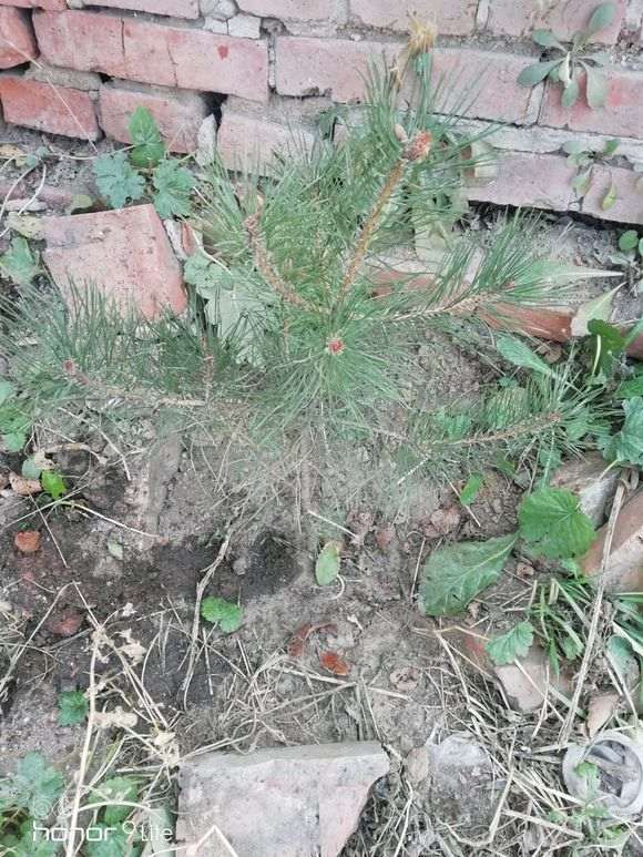 裸根五针松下山桩可以成活吗 图片