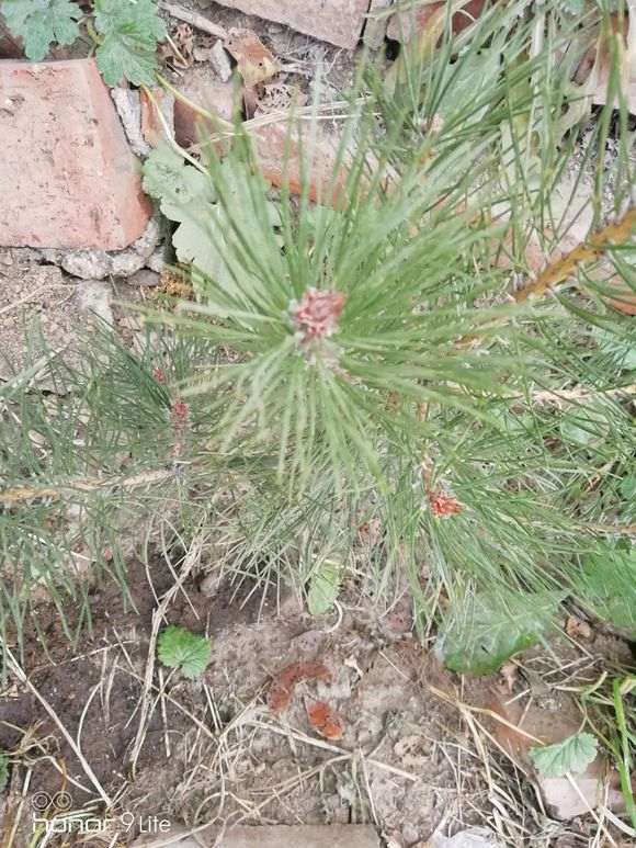 裸根五针松下山桩可以成活吗 图片