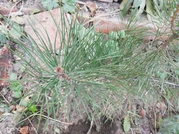 裸根五针松下山桩可以成活吗 图片