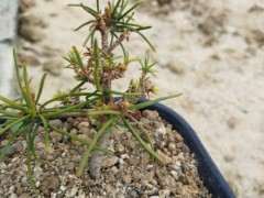 广东适合种植五针松下山桩吗 图片