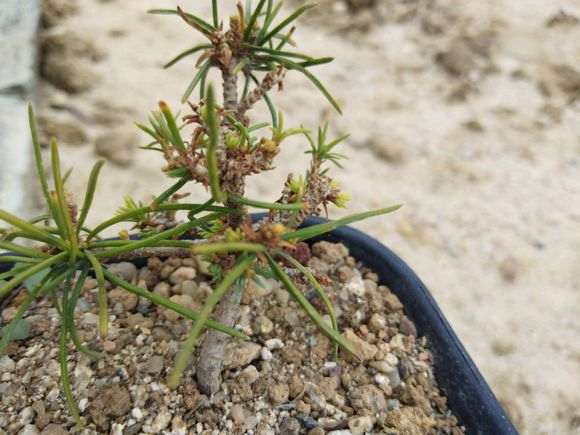 五针松下山桩的叶子都是弯曲的是怎么回事