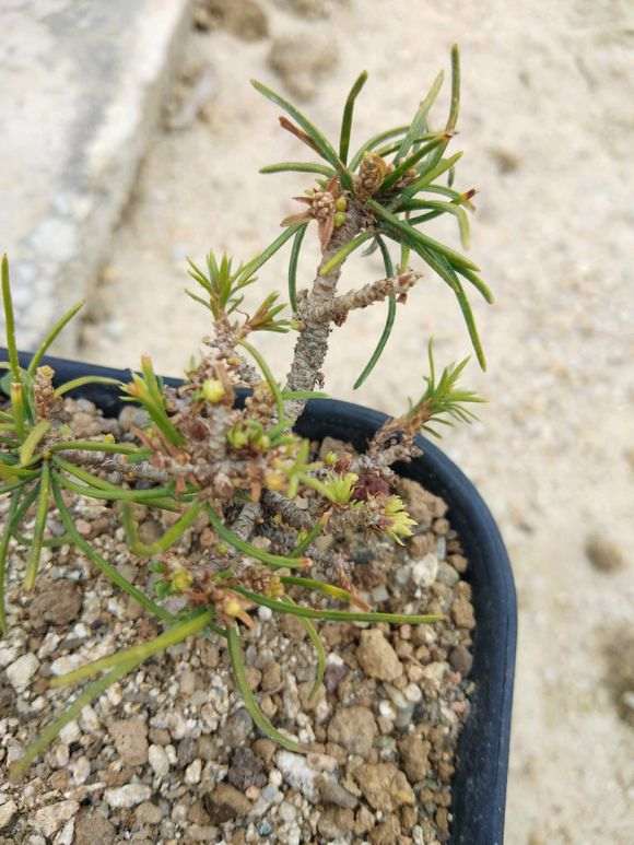 五针松下山桩的叶子都是弯曲的是怎么回事