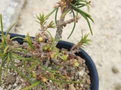 五针松下山桩的叶子都是弯曲的是怎么回事