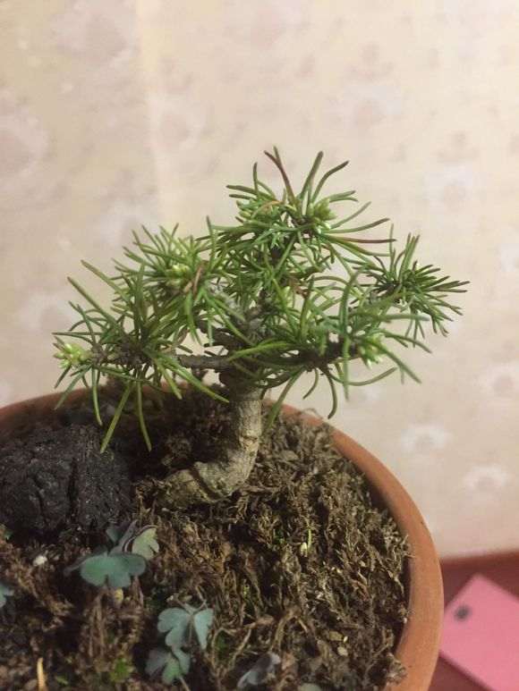 为什么五针松下山桩喜欢干燥空气 图片