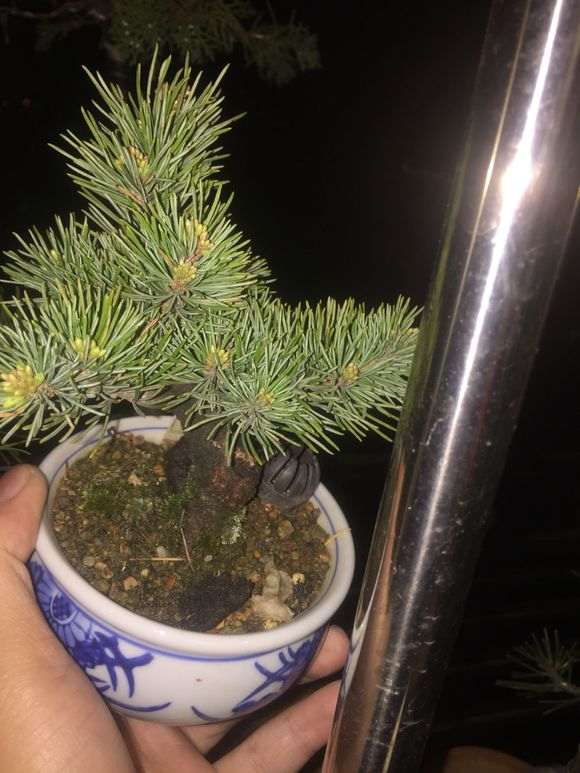 为什么五针松下山桩喜欢干燥空气 图片