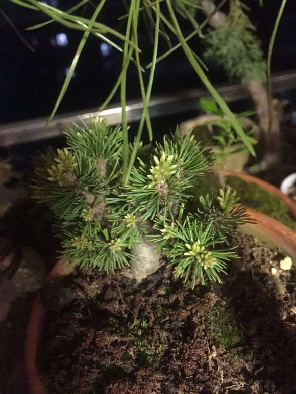 为什么五针松下山桩喜欢干燥空气 图片