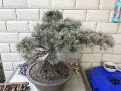 去年买的一盆五针松下山桩 能活过来吗