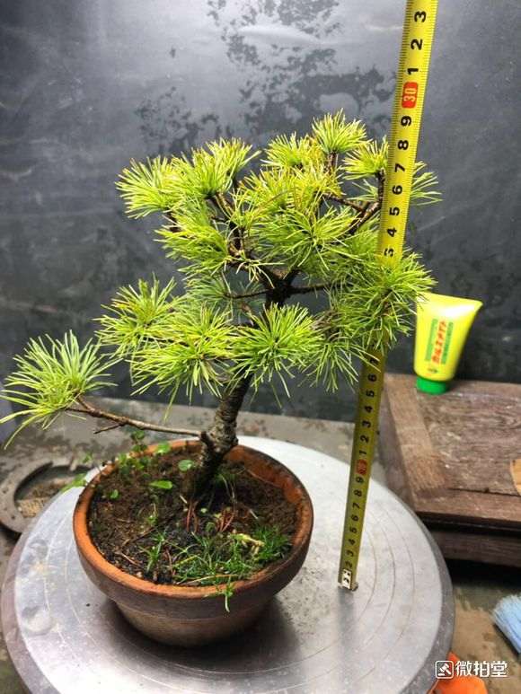 五针松下山桩和普五好像没有啥区别 图片