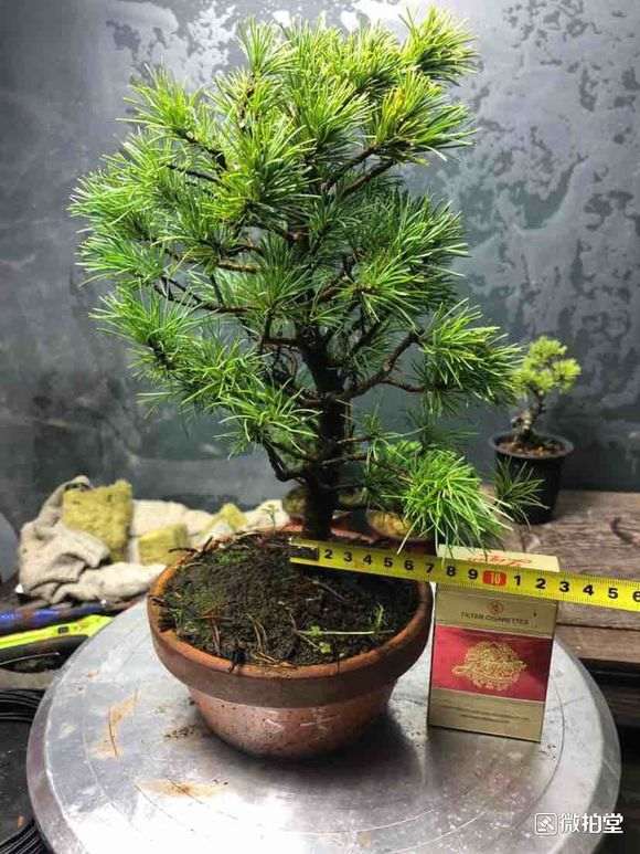 五针松下山桩和普五好像没有啥区别 图片