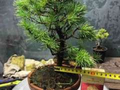 五针松下山桩和普五好像没有啥区别 图片