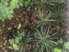 扦插的五针松下山桩发芽了 可以吗 图片