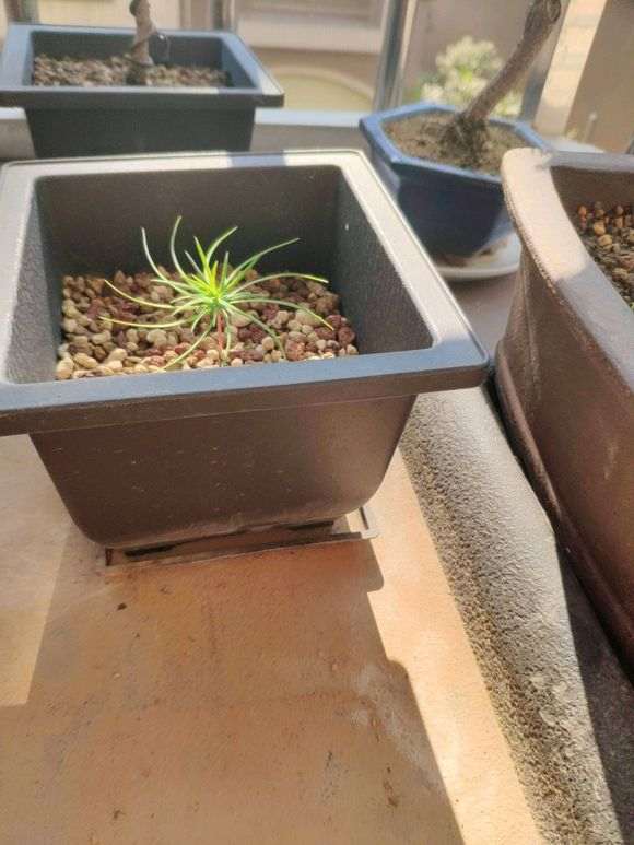 华南五针松下山桩怎么播种的方法 图片