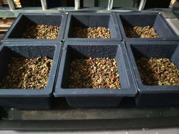 华南五针松下山桩怎么播种的方法 图片