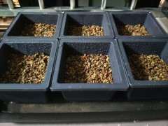 华南五针松下山桩怎么播种的方法 图片