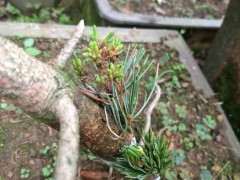 山松怎么嫁接五针松下山桩的方法 图片