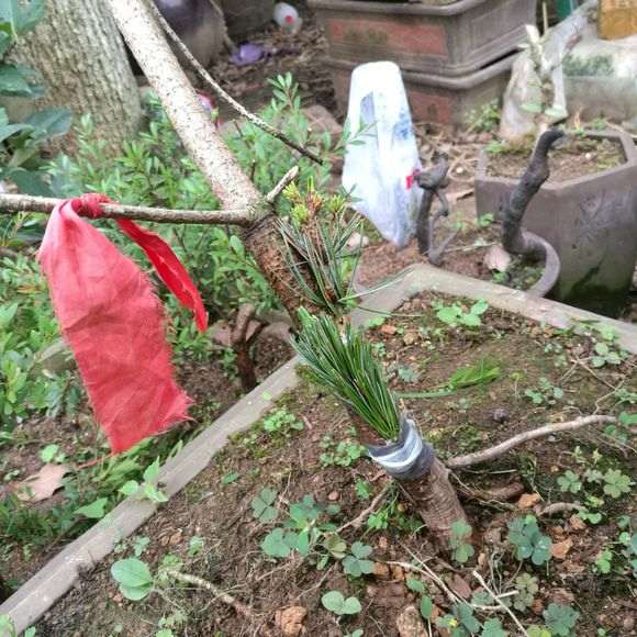 为什么夏天五针松下山桩要遮阴 图片