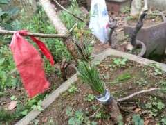 为什么夏天五针松下山桩要遮阴 图片