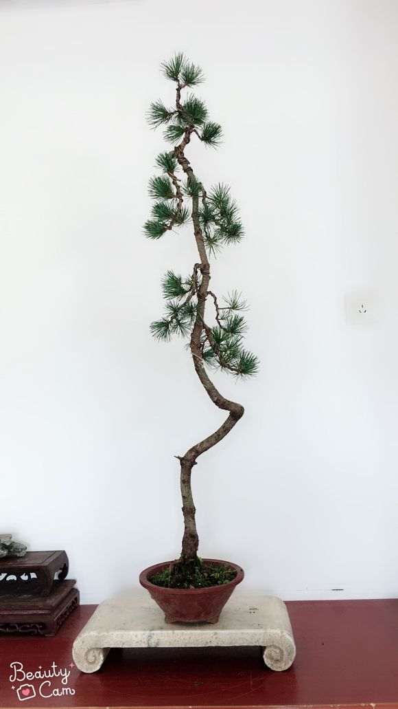 文人五针松下山桩怎么修剪的方法 图片