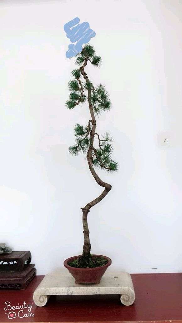 文人五针松下山桩怎么修剪的方法 图片