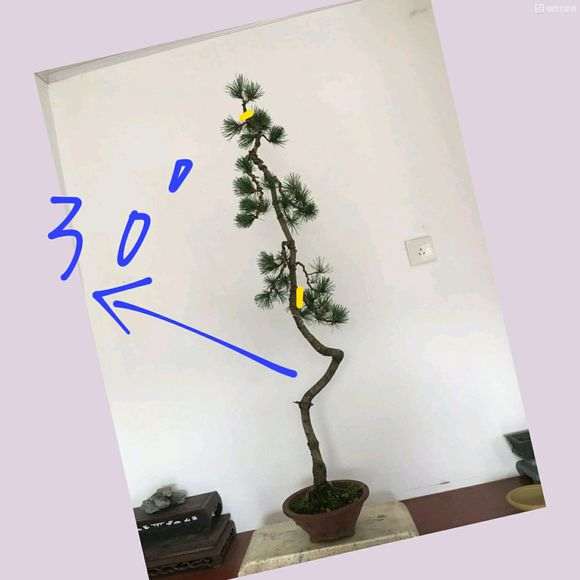 文人五针松下山桩怎么修剪的方法 图片