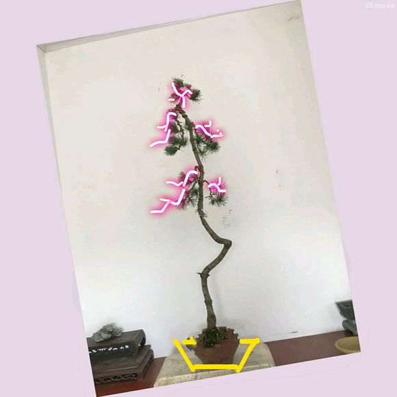 文人五针松下山桩怎么修剪的方法 图片