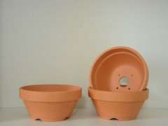 红陶适合种植五针松下山桩吗 图片