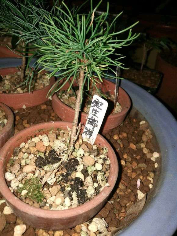 为什么瑞祥五针松下山桩要室外养 图片