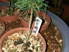 为什么瑞祥五针松下山桩要室外养 图片