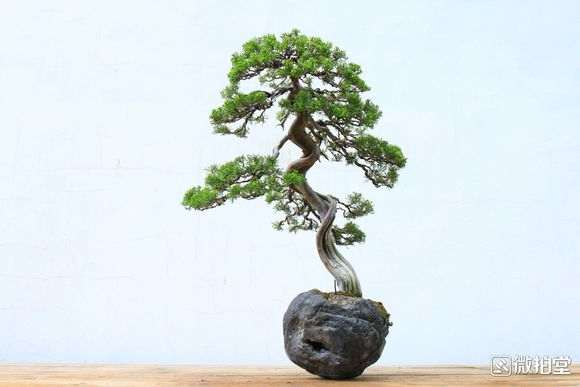 五针松下山桩怎么定期杀菌的方法 图片