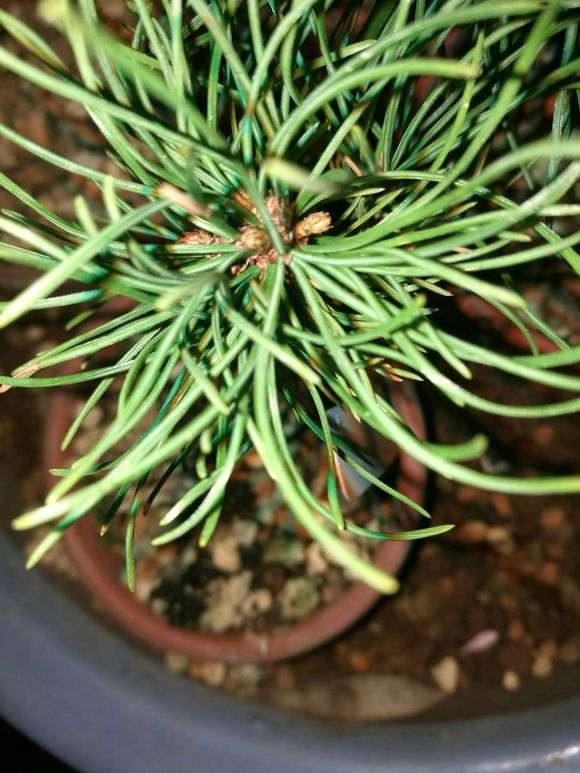 五针松下山桩怎么定期杀菌的方法 图片