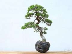 五针松下山桩怎么定期杀菌的方法 图片