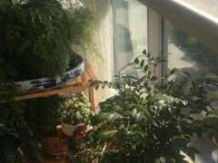 阳台如何养好大阪松下山桩的方法 图片