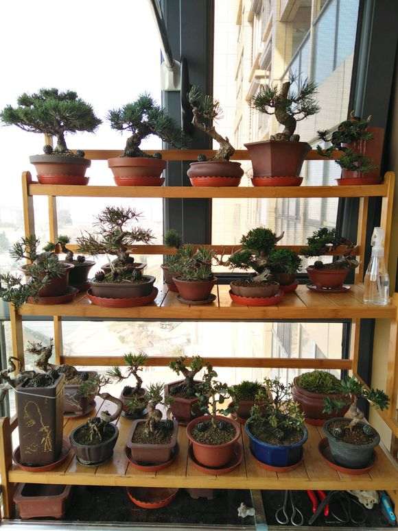 五针松下山桩换盆后用什么土最好 图片