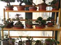 五针松下山桩换盆后用什么土最好 图片