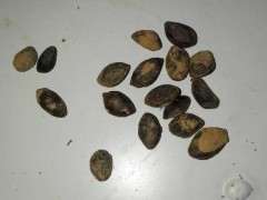 五针松下山桩采的种子怎么处理 图片