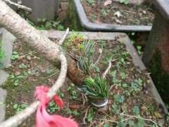 大阪五针松下山桩可以用赤玉土吗 图片