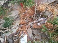 五针松下山桩怎么浇水换盆的方法 图片