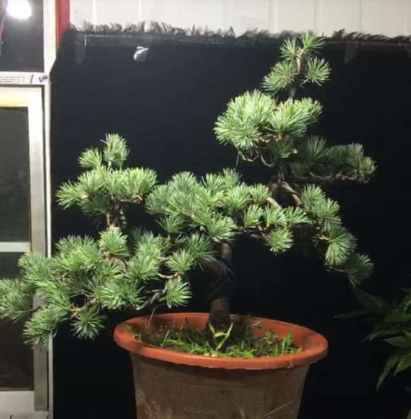 五针松下山桩 2600元 贵不贵 图片