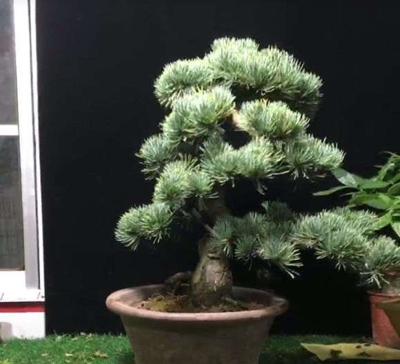 五针松下山桩 2600元 贵不贵 图片